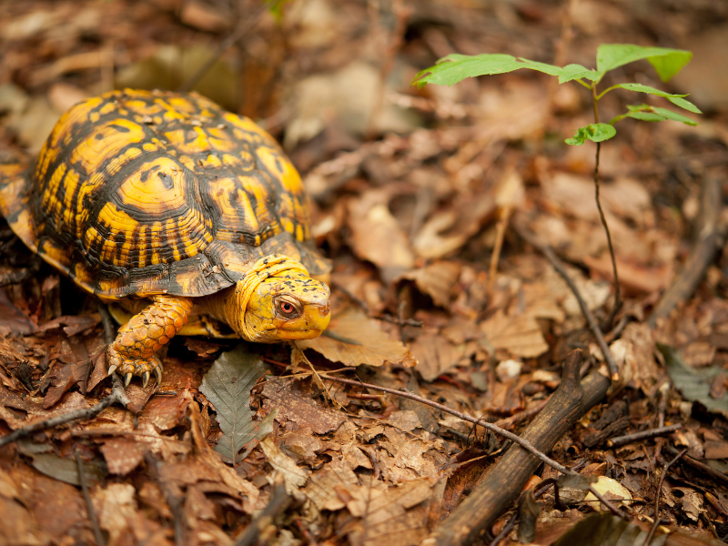 Eastern Box Turtle  National Wildlife Federation