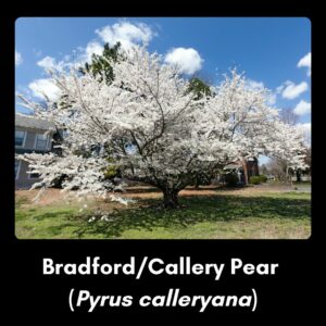 Invasive species - bradford pear