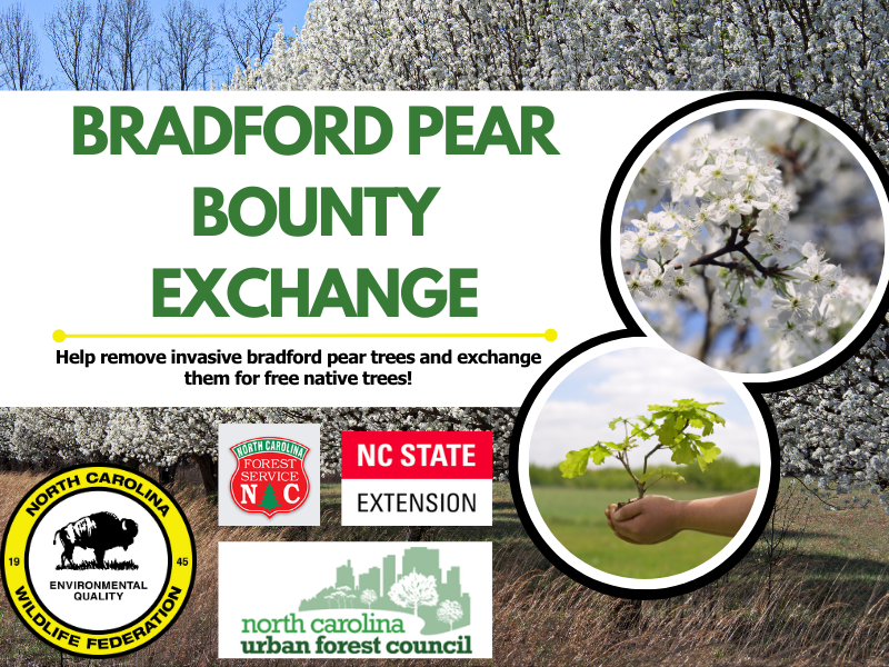 bradford pear bounty