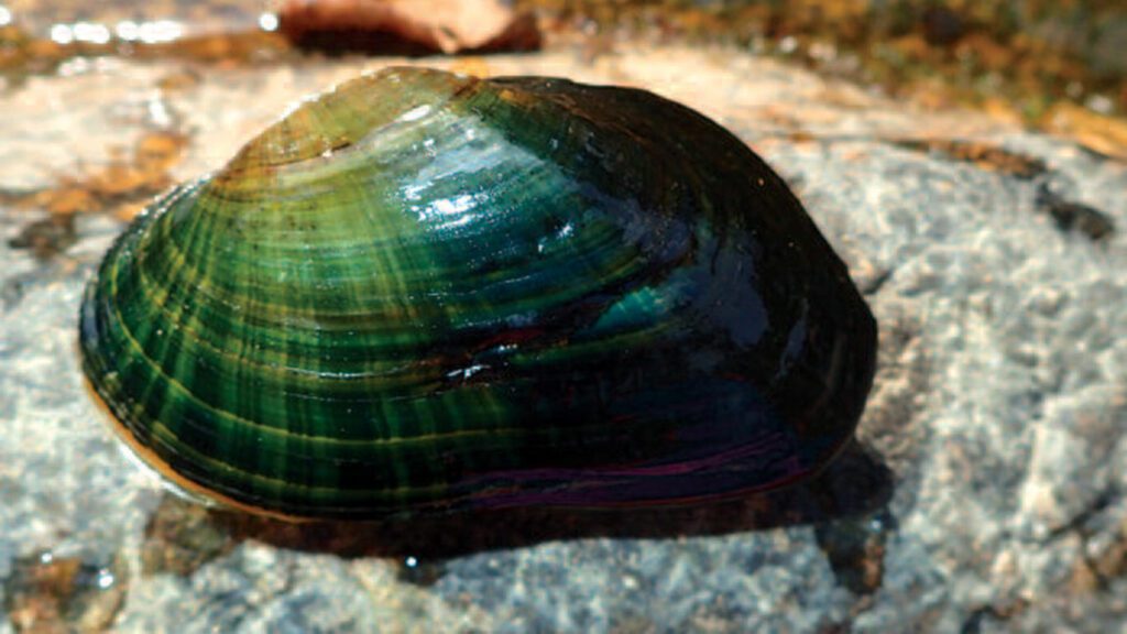 North Carolina Wildlife Species That Need Help Now North Carolina