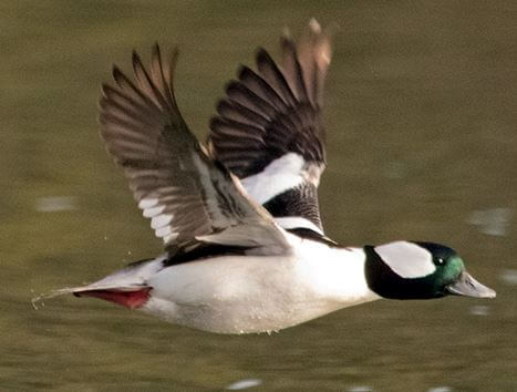 bufflehead-USFWS-cropped