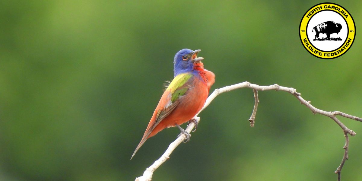 bunting Photo: Eastern painted bunting (Passerina ciris) by Haley Harris, NCWF Photo Contest Submission