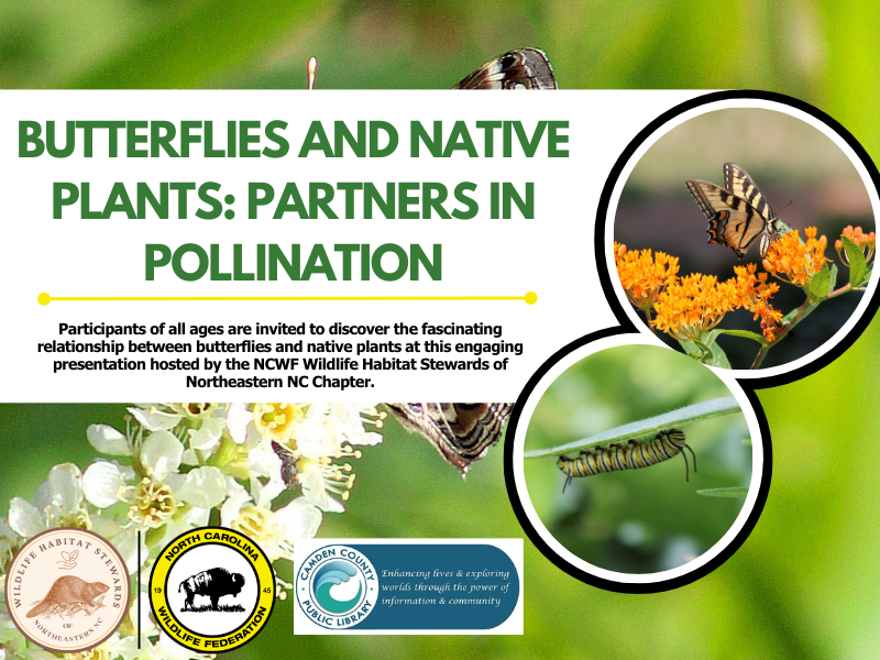 butterfliesplants