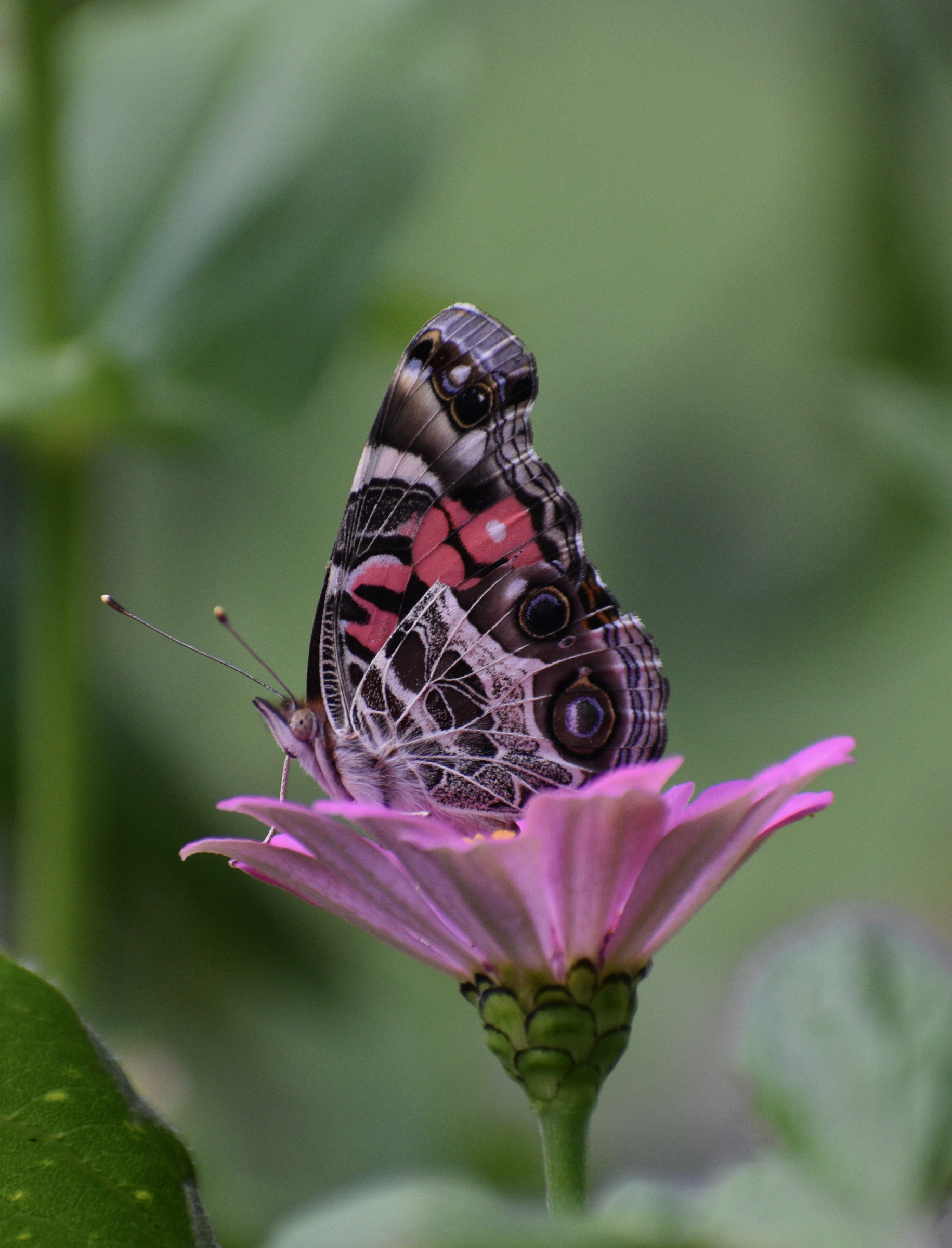 An American lady butterfly perched on a pink flower.