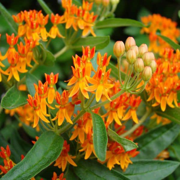 Close up of butterfly weed flowers.