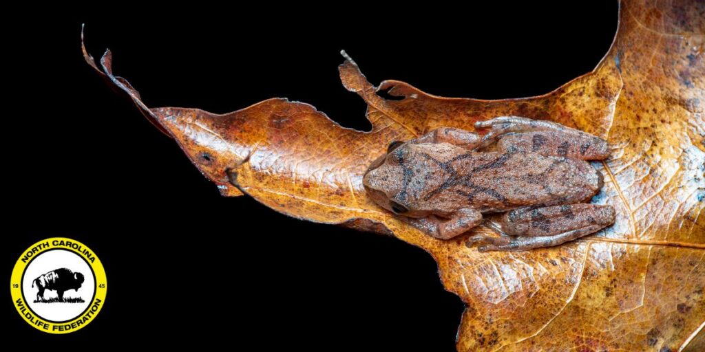 Spring peeper by Jacob Long, NCWF Photo Contest Submission