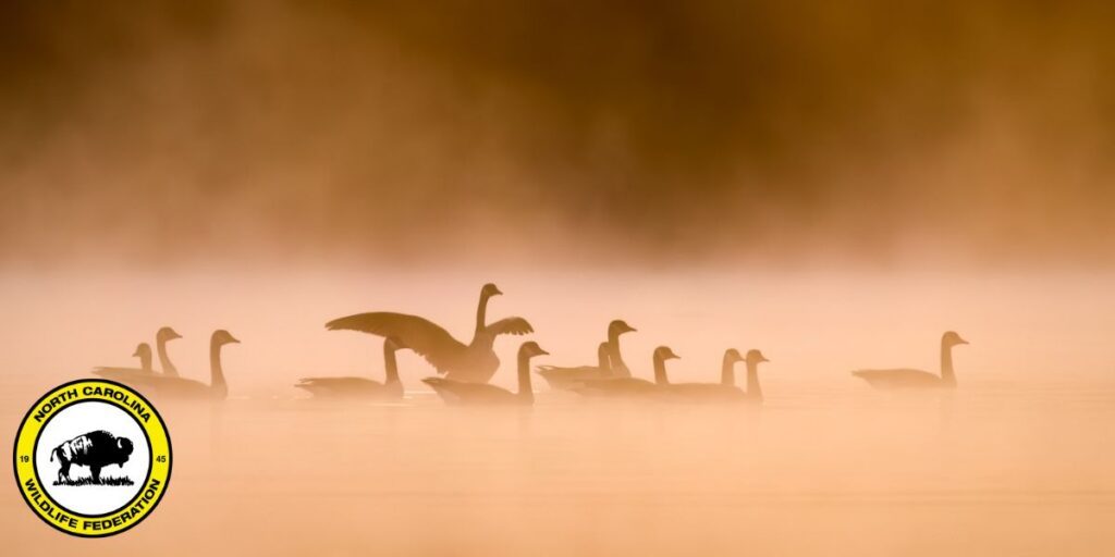Canada geese (Branta canadensis) by Ryan Imperio, NCWF Photo Contest Submission