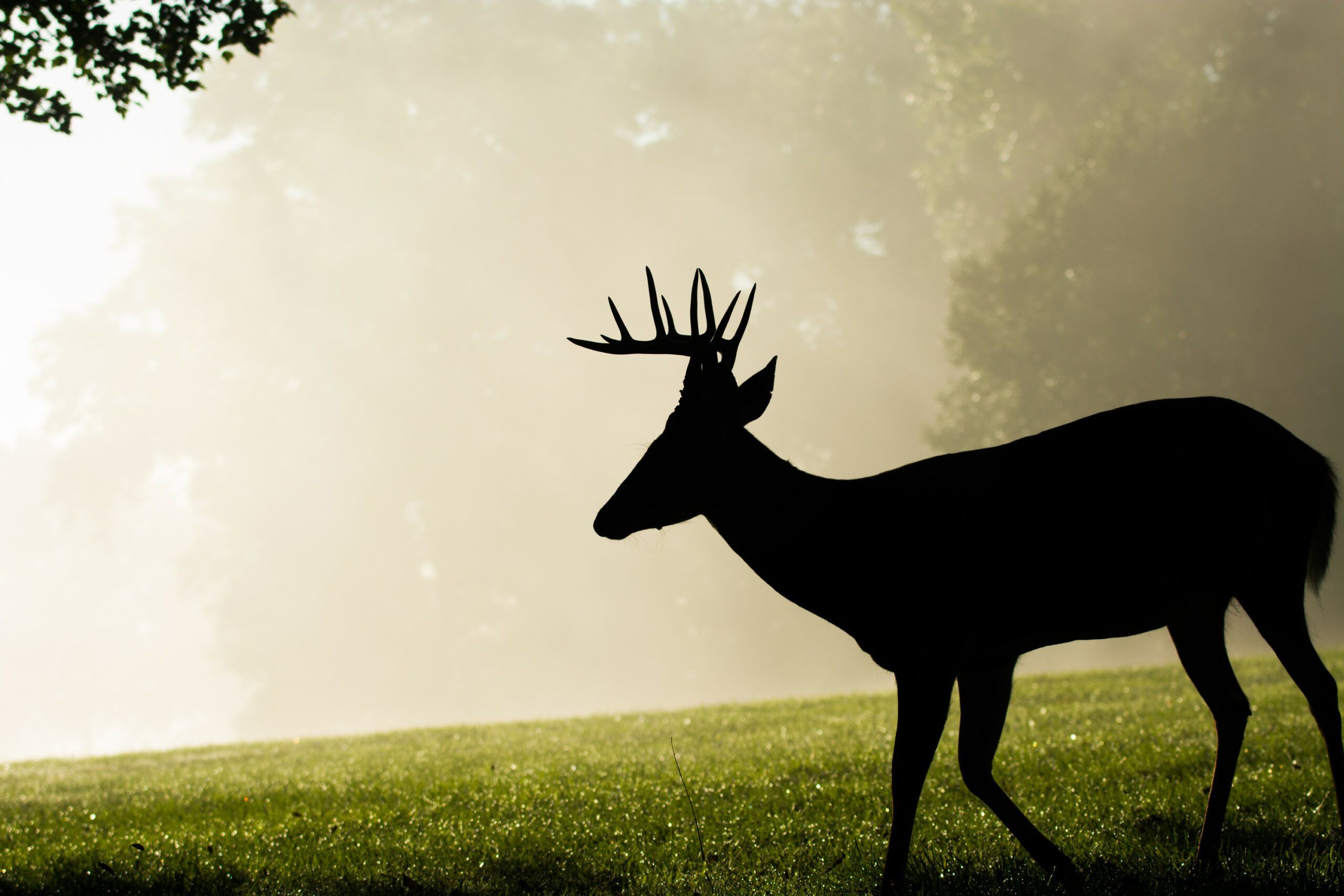 canstock.22079939.deer silhouette