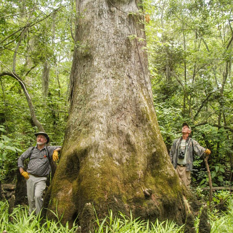 Captain Charles Robbins and Dr. David Stahle standing next to an ancient bald cypress on the Black River.