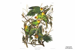 Carolina parakeets are an extinct wildlife species in North Carolina