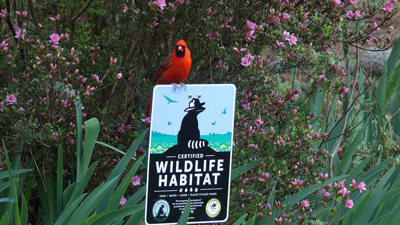 Certifying Your Yard or Garden as a Wildlife Habitat