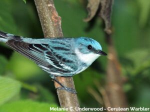 A photo of a cerulean warbler, a species of wildlife on public lands