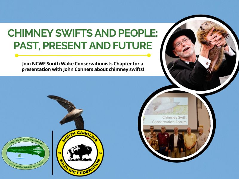 chimneyswift