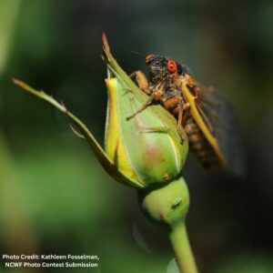 adult cicadas climb to molt