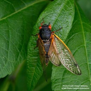 Cicadas depend upon overstory habitat in every phase of their life cycle.