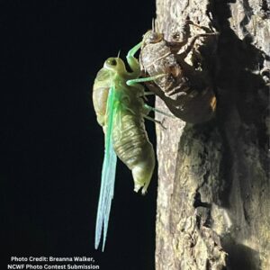 freshly emerged cicadas on top of its shell