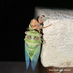 cicadas molt after emerging