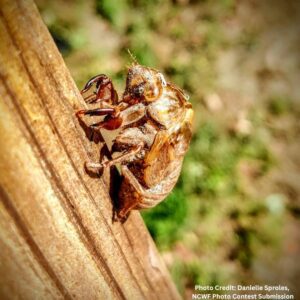 An empty cicada shell