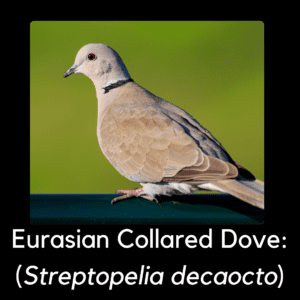 Eurasian collared dove - invasive bird in North Carolina