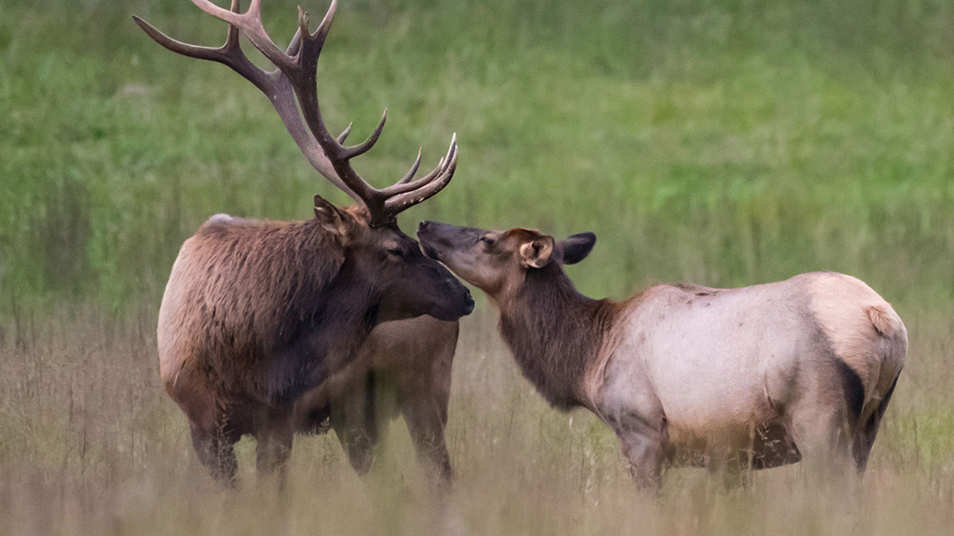 The Inspiring Comeback of North Carolina Elk