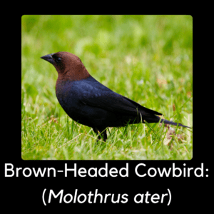 Brown-headed cowbird - invasive bird/non-native bird in North Carolina
