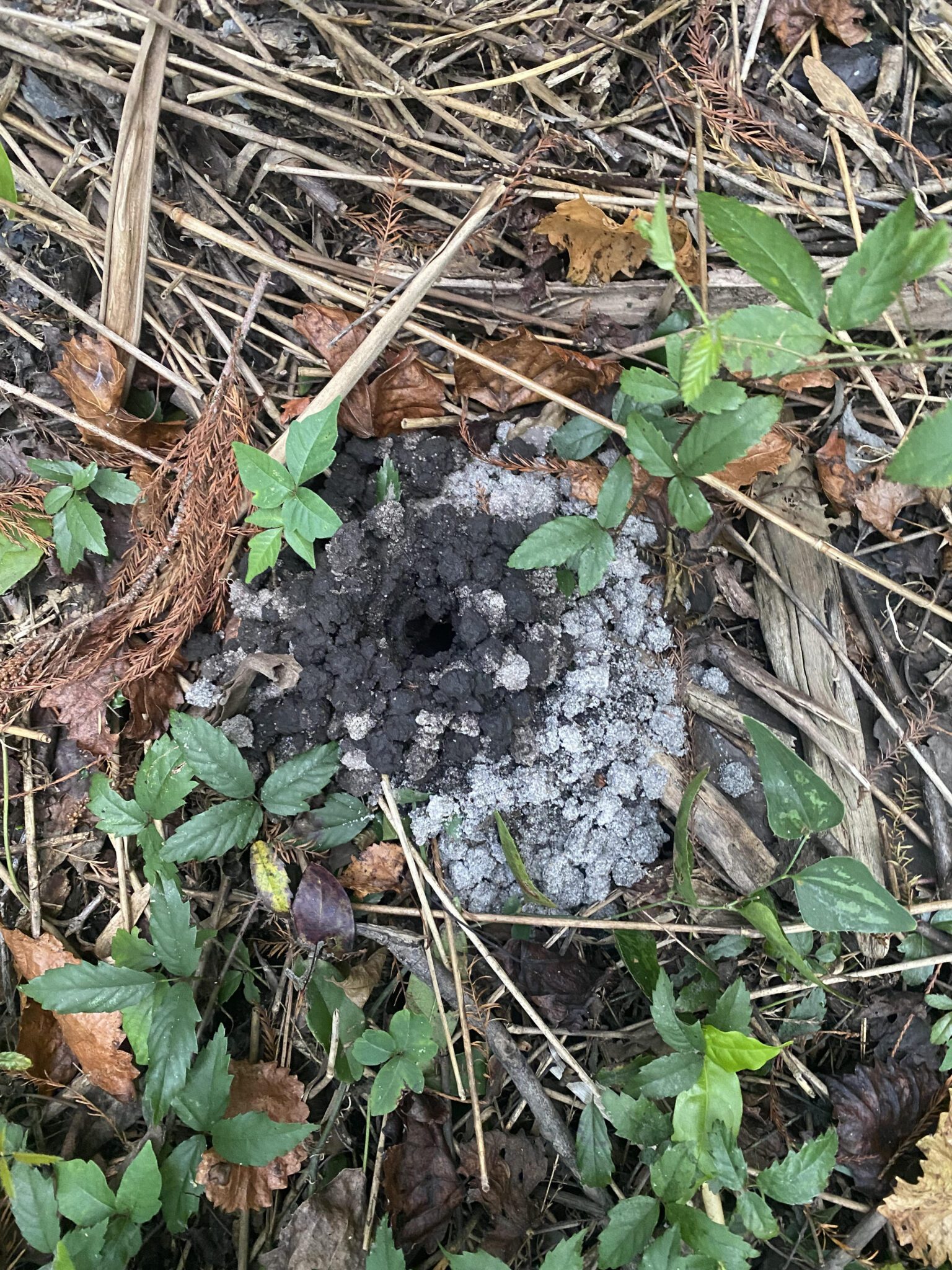 Wildlife Architects: Nests, Burrows, and Other Ingenious Animal Homes ...