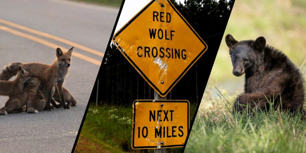 Photos: Red fox family (Vulpes vulpes) by Michael Burkhard, Red Wolf crossing sign on Pocosin Lakes National Wildlife Refuge, Black bear cub (Ursus americanus) by Ginger Barger