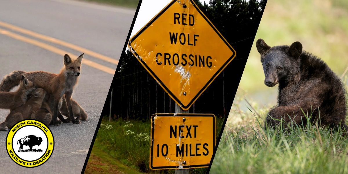 Photos: Red fox family (Vulpes vulpes) by Michael Burkhard, Red Wolf crossing sign on Pocosin Lakes National Wildlife Refuge, Black bear cub (Ursus americanus) by Ginger Barger