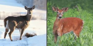 White-tailed deer are one form of wintering wildlife that utilizes insulation through fat and fur accumulation