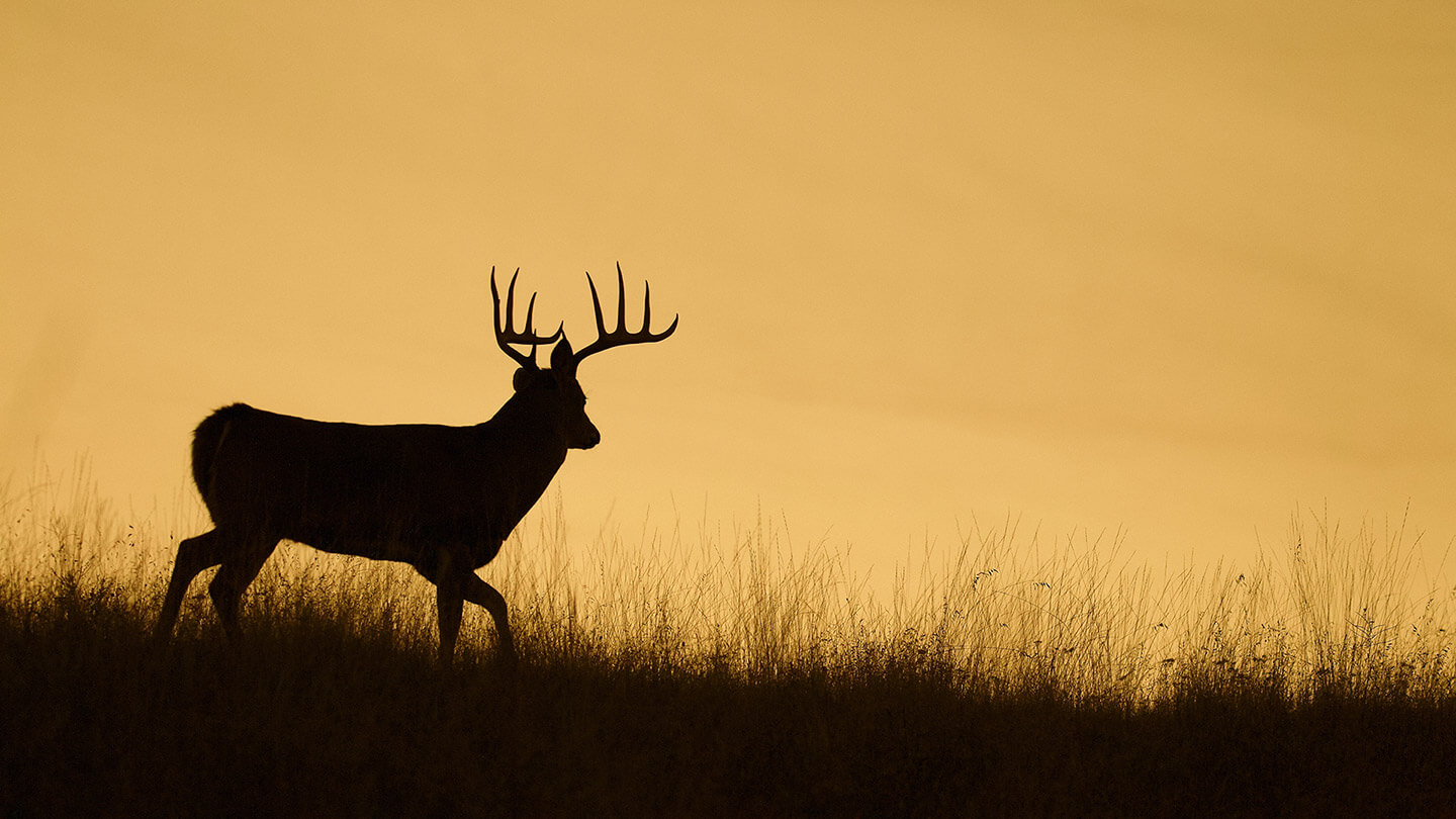 deer urine