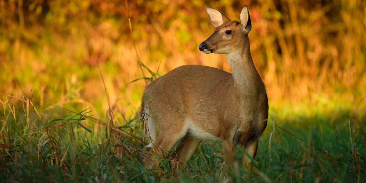 What Chronic Wasting Disease Means for NC Deer and Hunters - North Carolina  Wildlife Federation