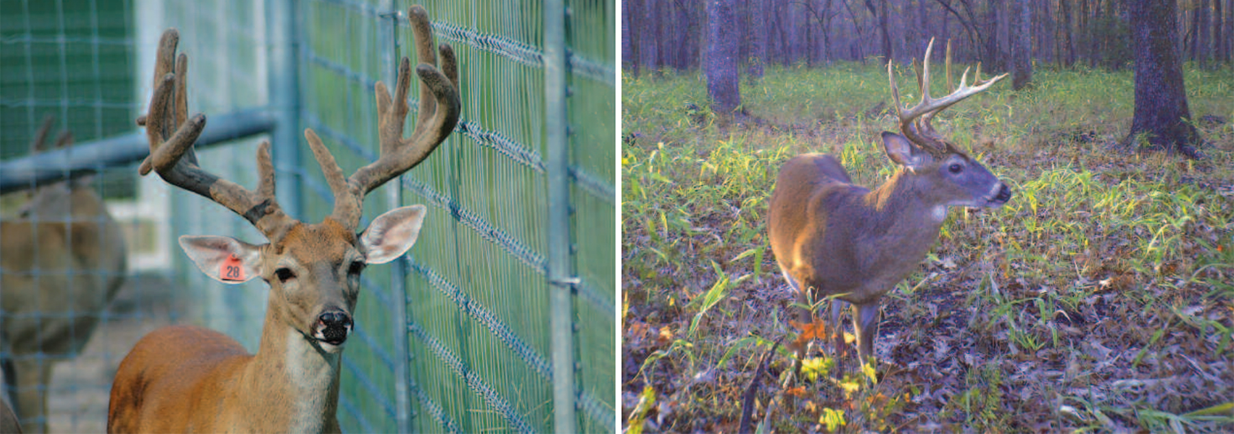 Deer Farming in North Carolina