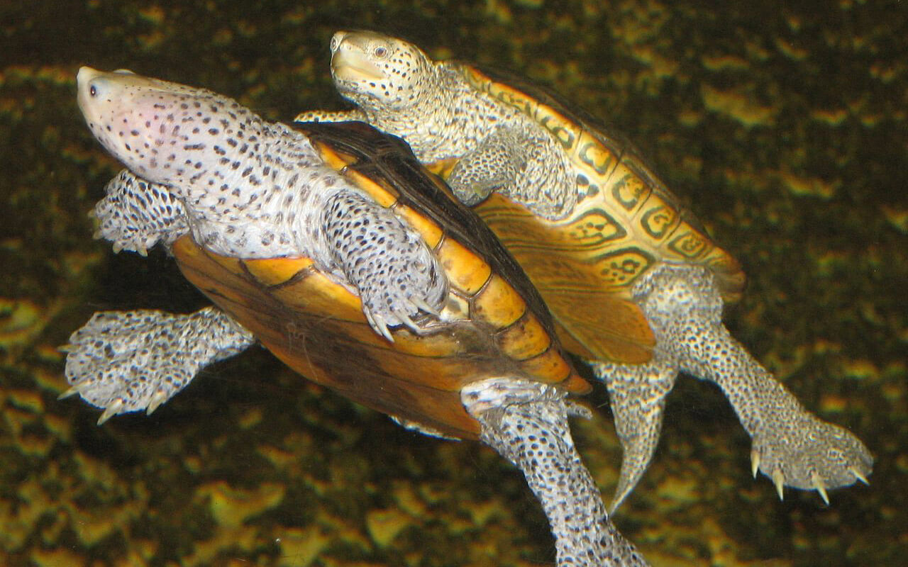 Diamondback Terrapin Turtles