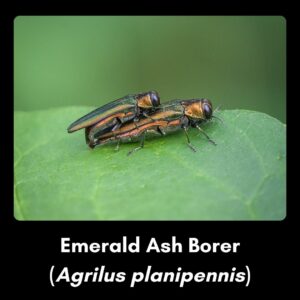 Invasive species - emerald ash borer