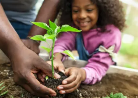 An adult helping a girl place a small plant in a raised bed.