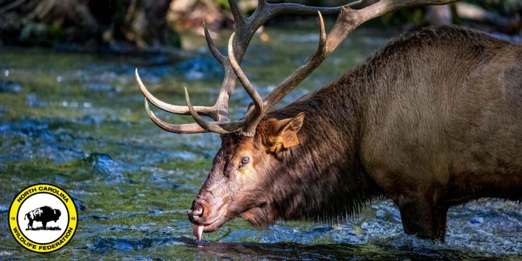 elk Rocky Mountain elk (Cervus canadensis nelsoni) by Heather Russell, NCWF Photo Contest Submission
