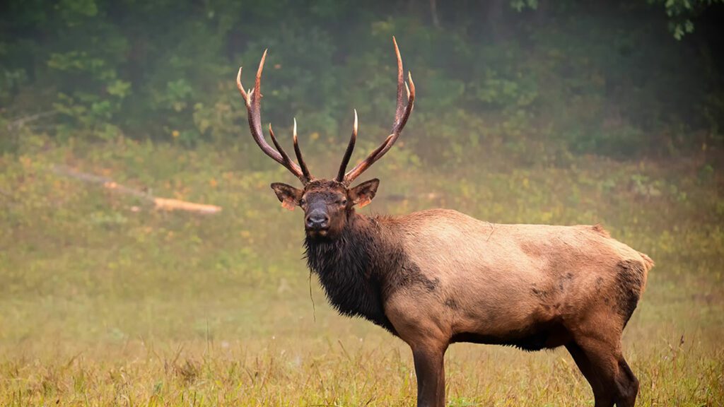 Elk have long been a conservation priority for NCWF.