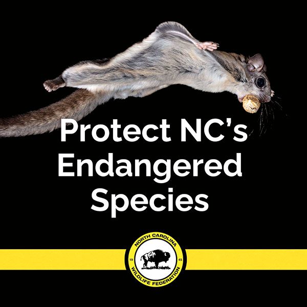 North Carolina’s Endangered Wildlife Needs You