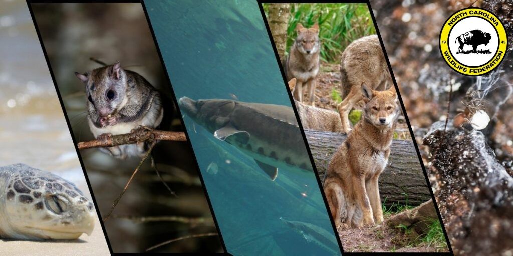 endangered endangered