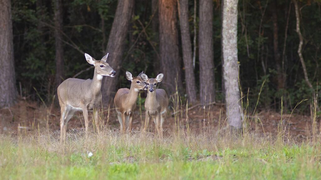 Farmers and Communities Manage Deer