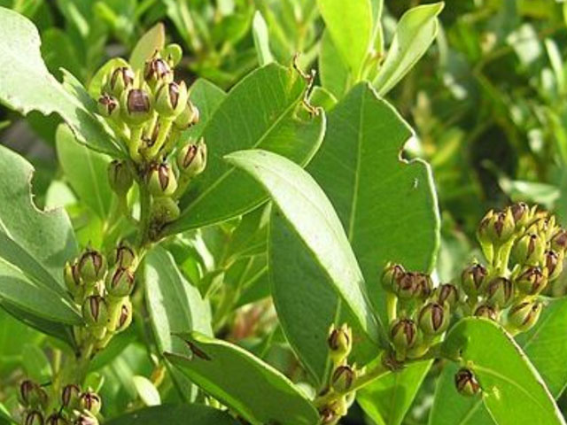 Fetterbush, Lyonia lucida