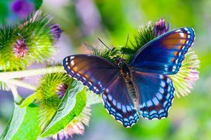 The Butterfly Highway