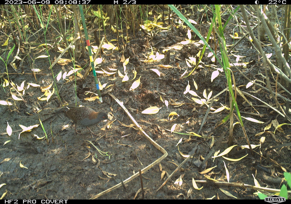Endangered Rails NCWF Scholarship Recipient Bailey Kephart Researches Federally ...