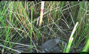 Trail camera photos of black rails provide critical insight into the species' health and presence on the landscape.