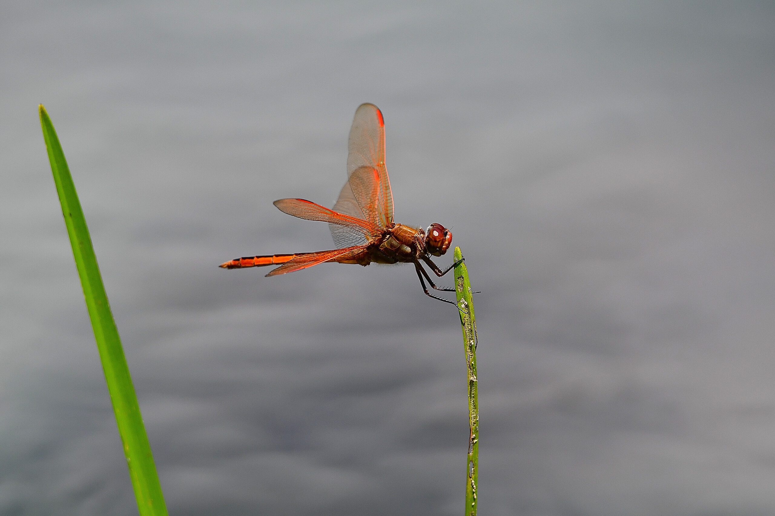 a flame skimmer dragonfly perching above the water on a reed.