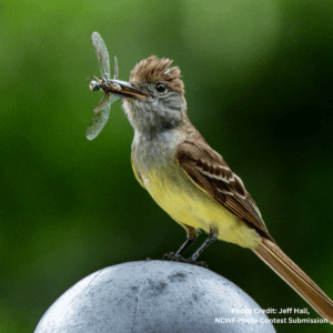 Wild bird eating dragonfly