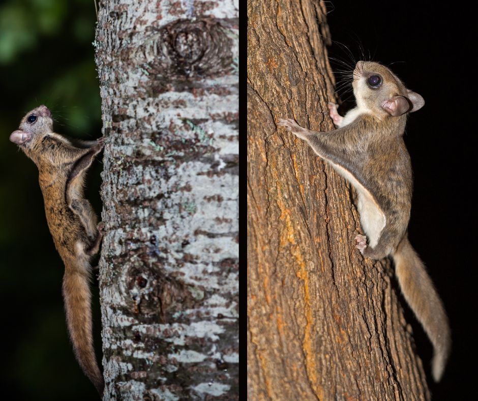 Get Squirrely: What You May Not Know About NC's Five Squirrel Species ...