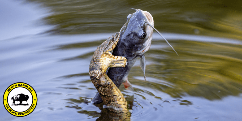 Photo: Jason Walle, NCWF Photo Contest Submission