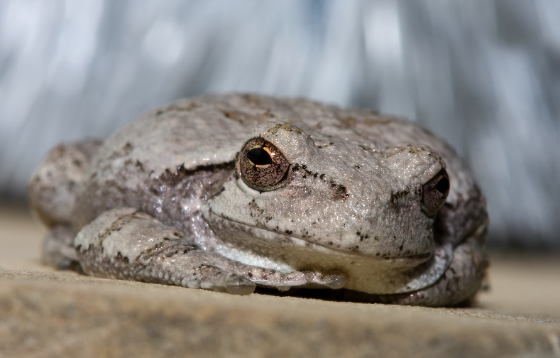 Cope's gray tree frog