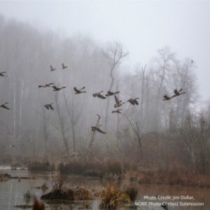 Wildlife, such as migratory geese, depend upon wetlands.